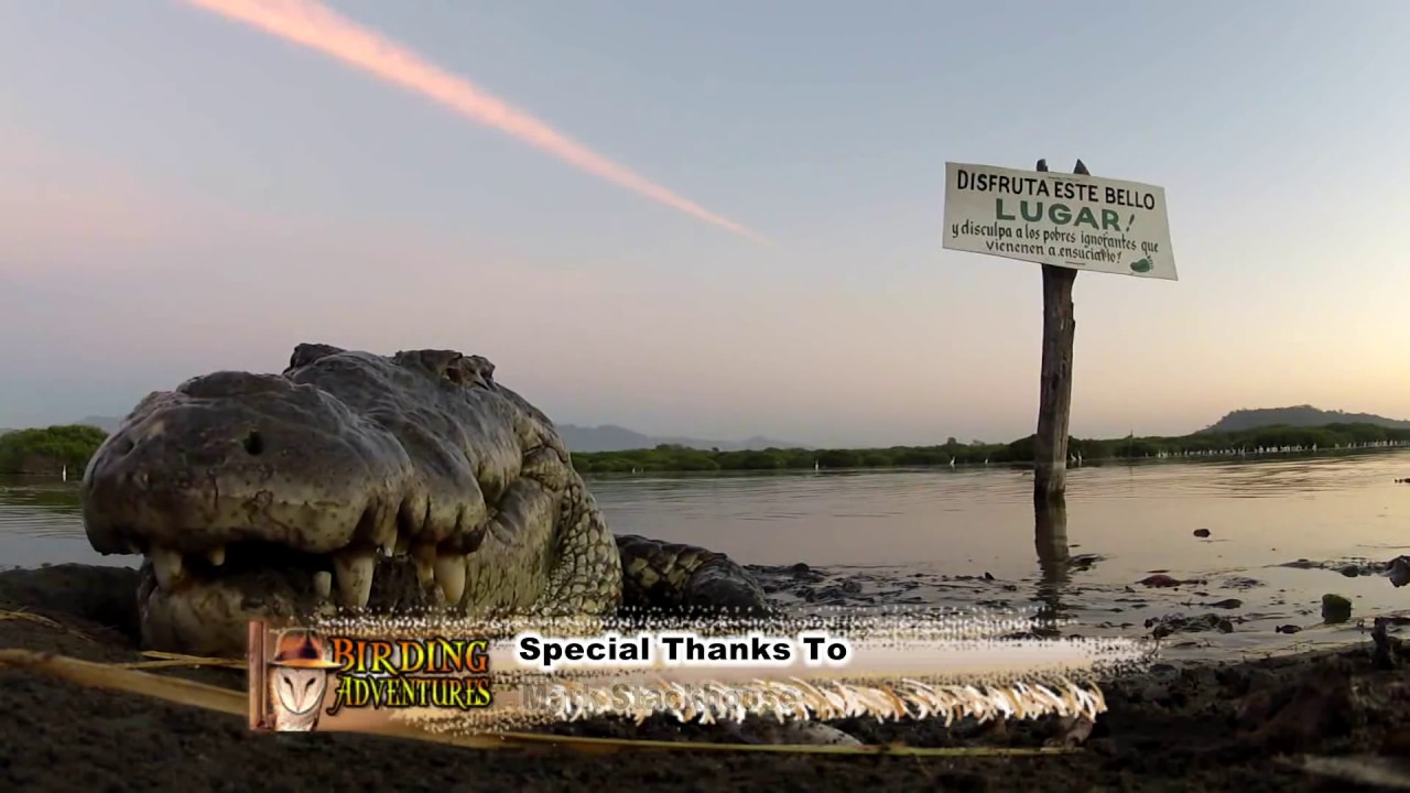 BIRDING ADVENTURES RIVIERA NAYARIT MEXICO EPISODE 1