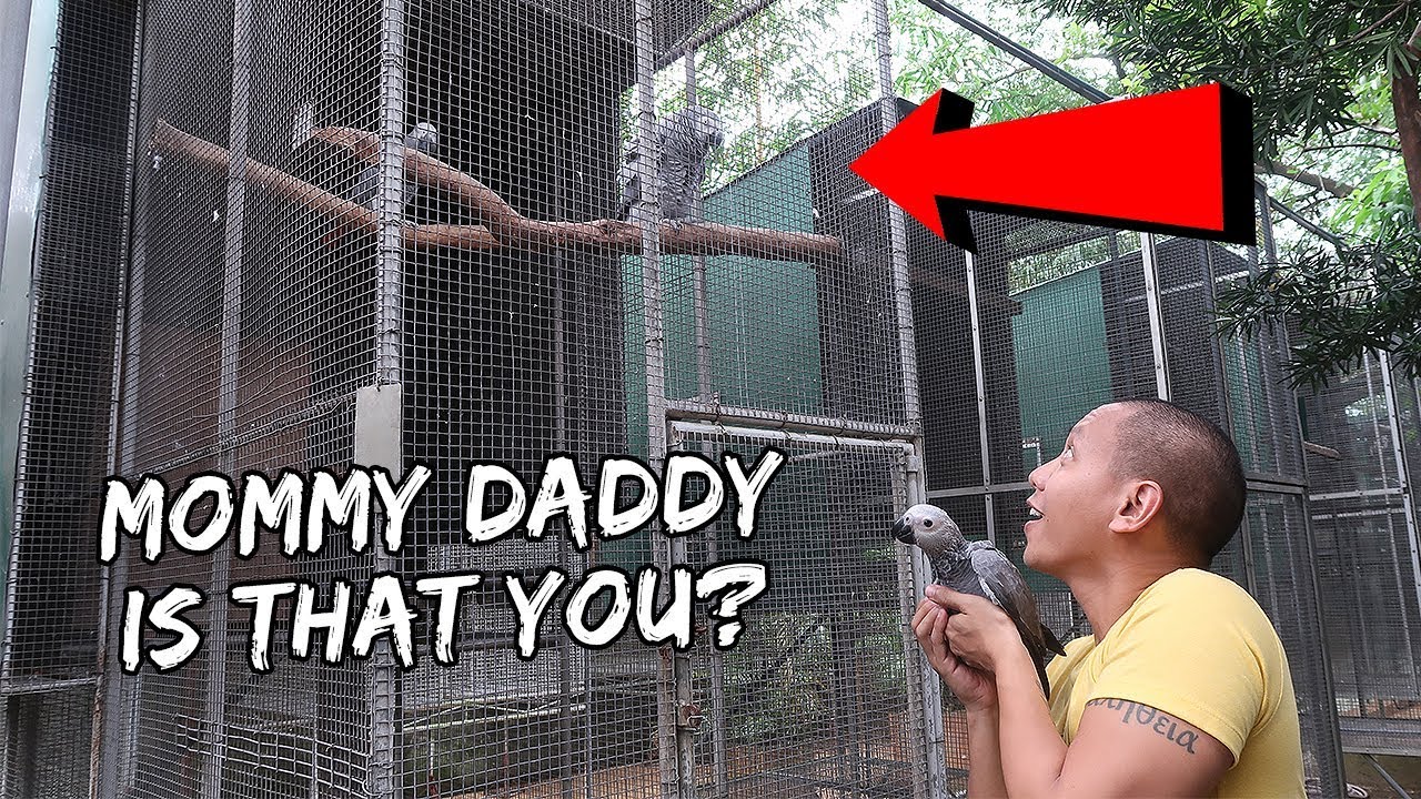 My Pet Baby Bird Meets Her Biological Parents | Vlog #248
