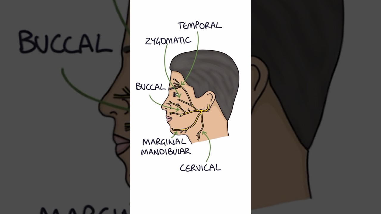 Facial Nerve Pathway #medicalstudent #anatomy #orthopaedics #biology