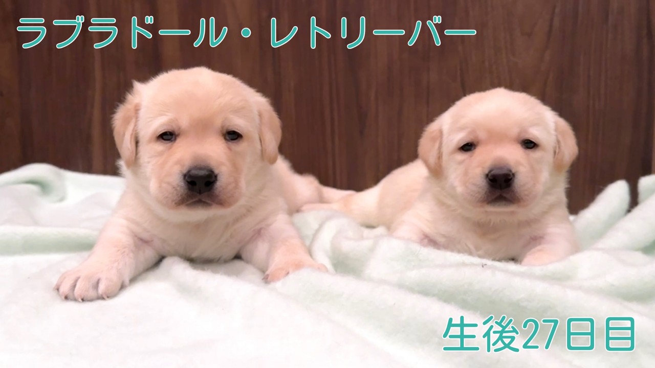 ラブラドール　子犬　生後27日目