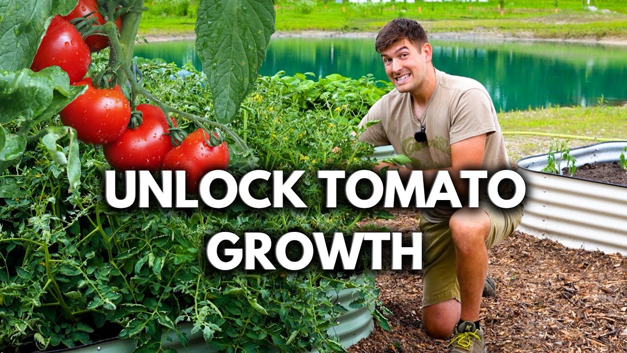 Never Grow Tomato Plants Without Doing This ONE Thing! 
