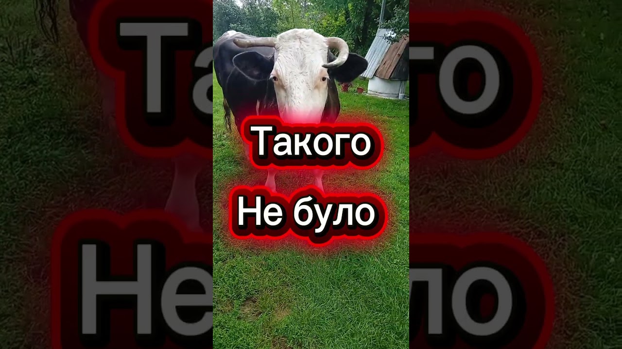 Верніт Федорова #Україна#життявукраїні