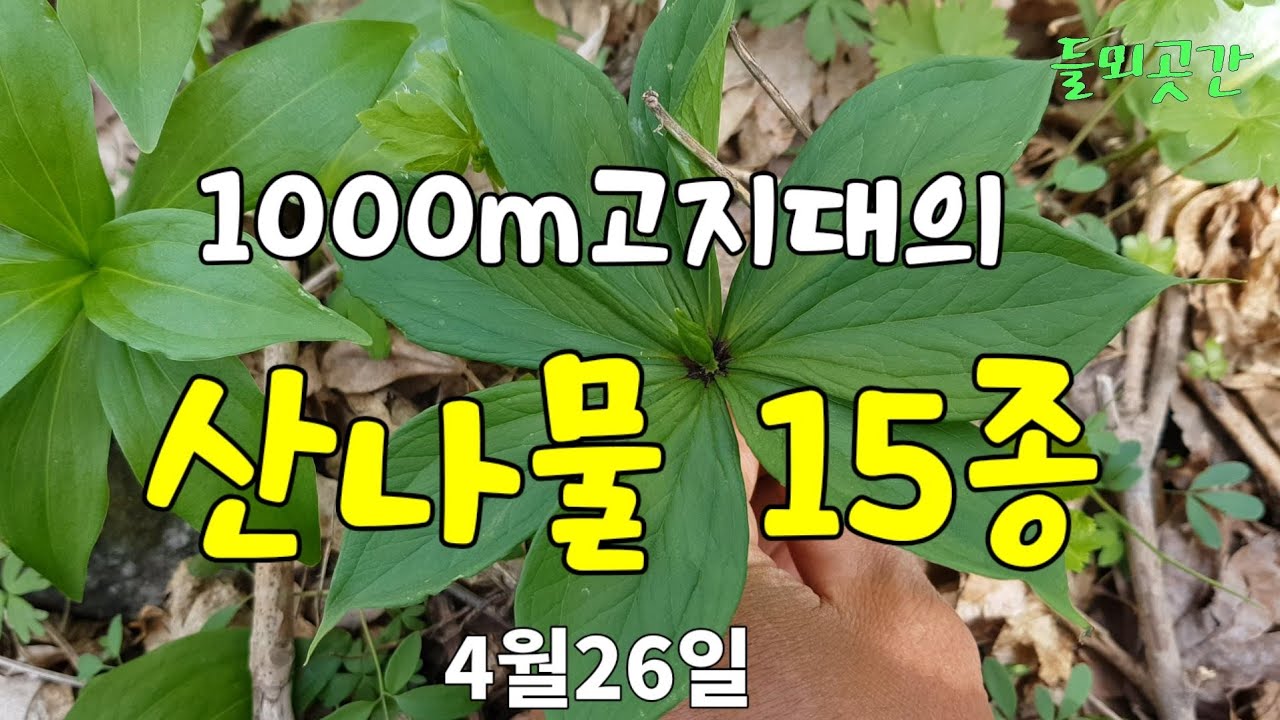 1000m고지의 산나물15종 #참나물.눈개승마.어수리.단풍취.서덜취.박쥐나물.바디나물.모시대.말나리..등등