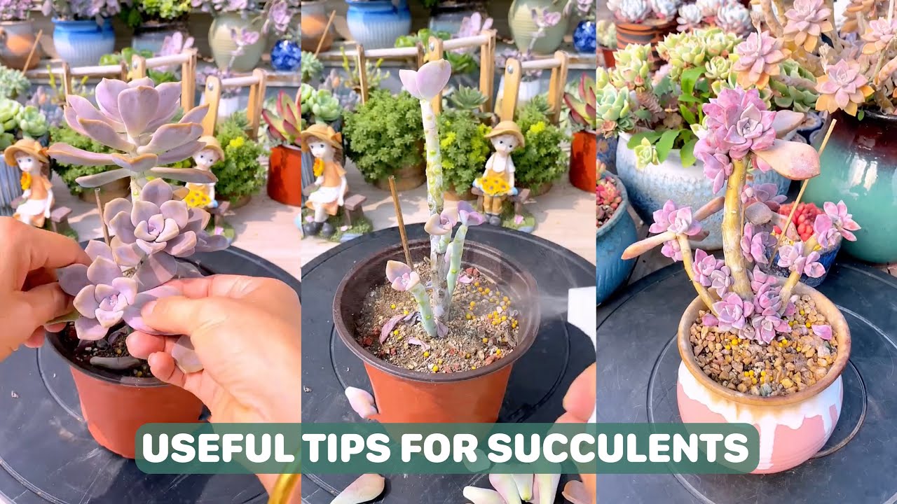 Useful Tips For Succulents - Part 58 | 多肉植物 | 다육이들 | Suculentas