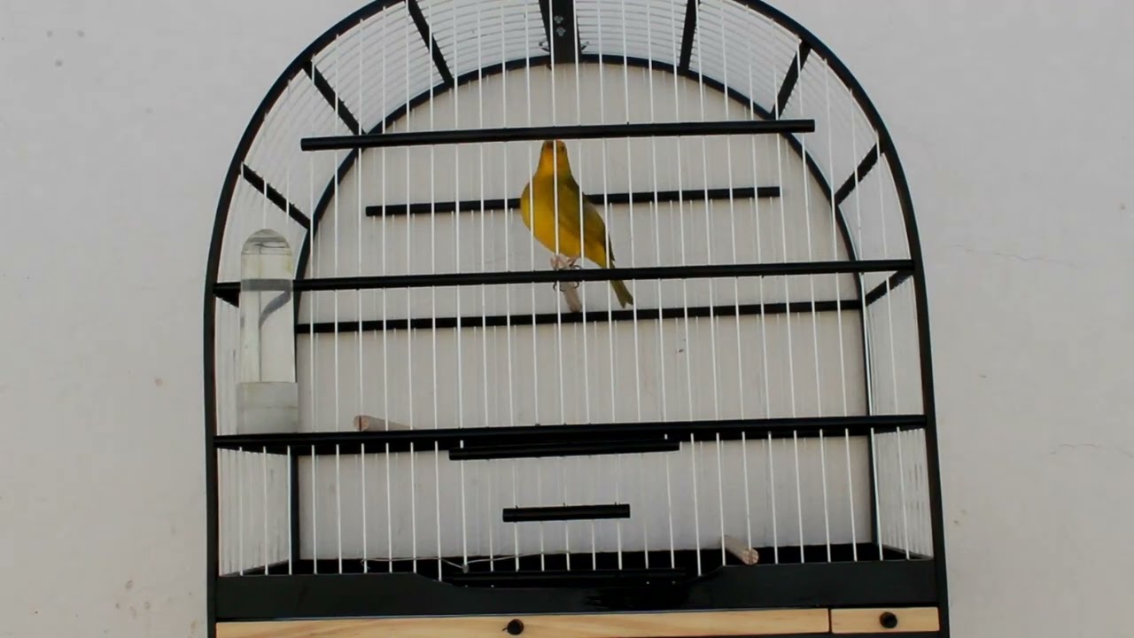 Canary-da-terra, bird of Brazil.
