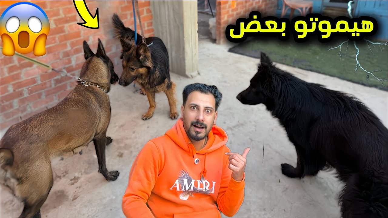 اغرب مواجهه حصلت بين كلابي | مش هتصدق حصل ايه😱