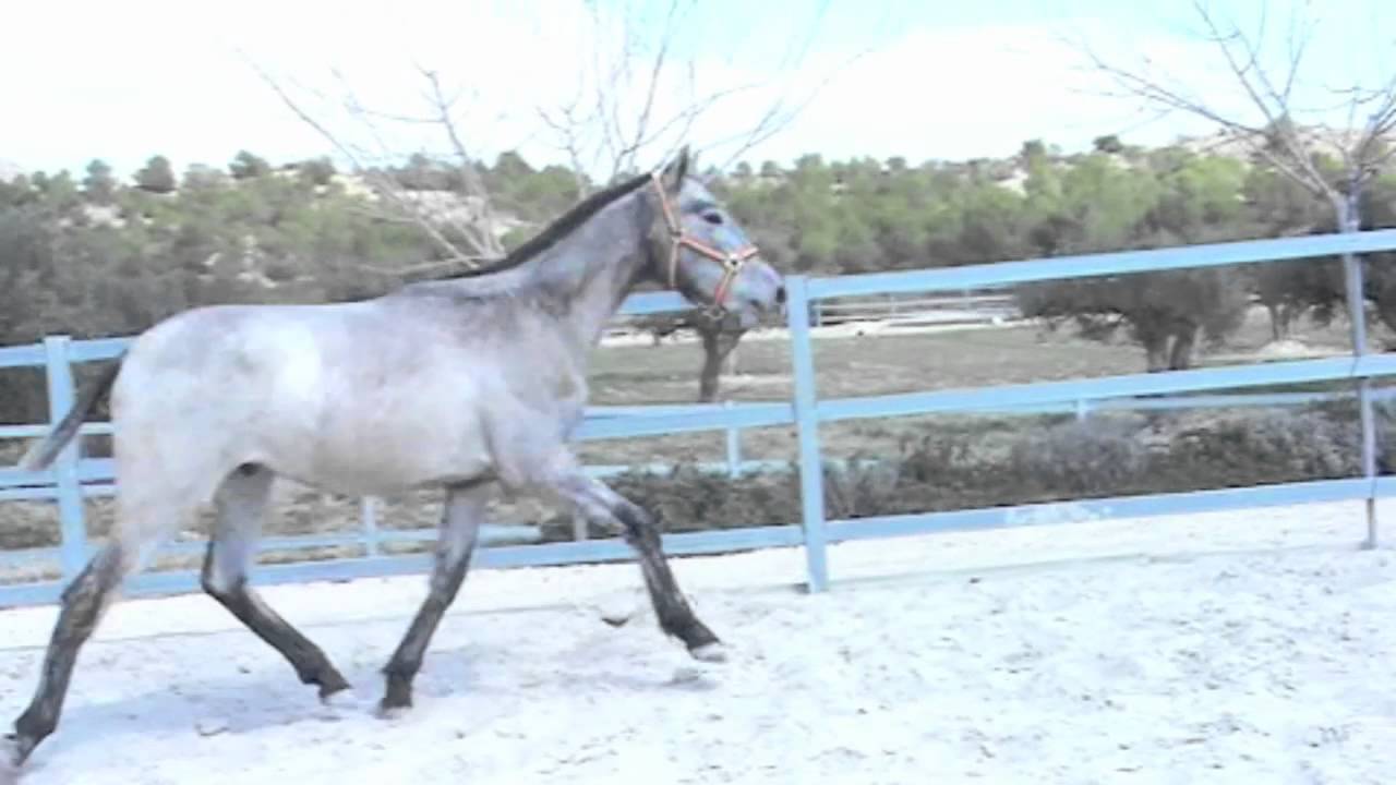 Yeguada Lagloria: Pura Raza espa&ntilde;ola ( Estirpe Cartujana)