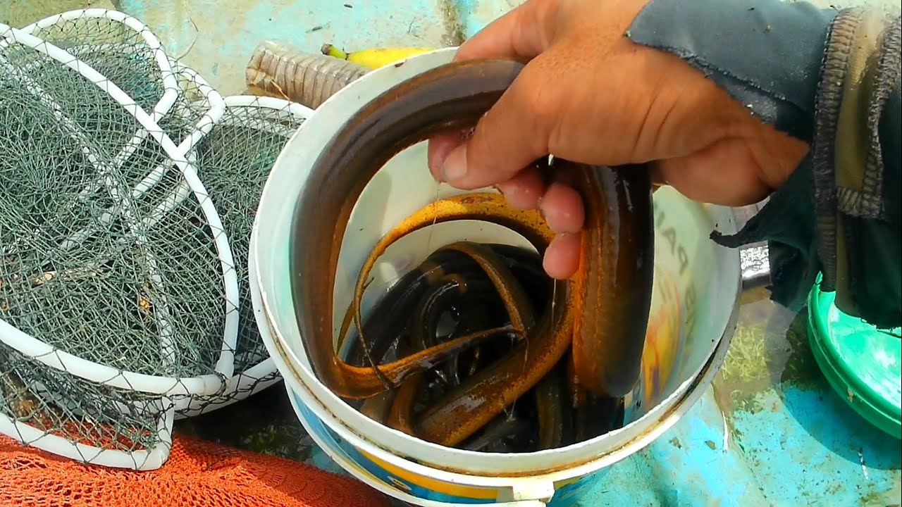 Đặt lờ lươn dính kiểu này mới đả chứ / set out to catch eels