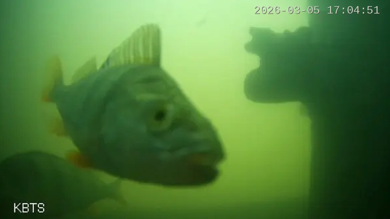 Day 3 of the Fish Doorbell Cam 🐟 | What's Swimming Through Utrecht Today?
