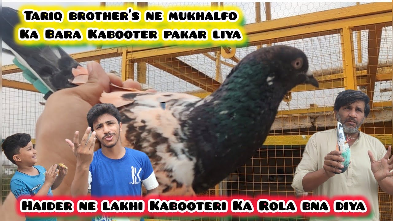 Tariq brother's ne number laga howa mukhalfo Ka Kabooter pakar liya 💪