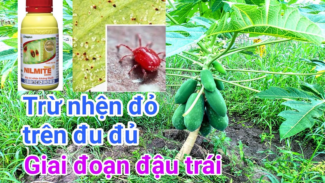 Kỹ thuật trồng đu đủ: P28-Trừ nhện đỏ giai đoạn đậu trái