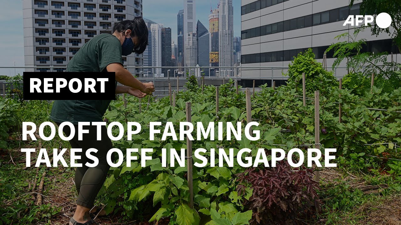 Green shoots: Rooftop farming takes off in Singapore | AFP