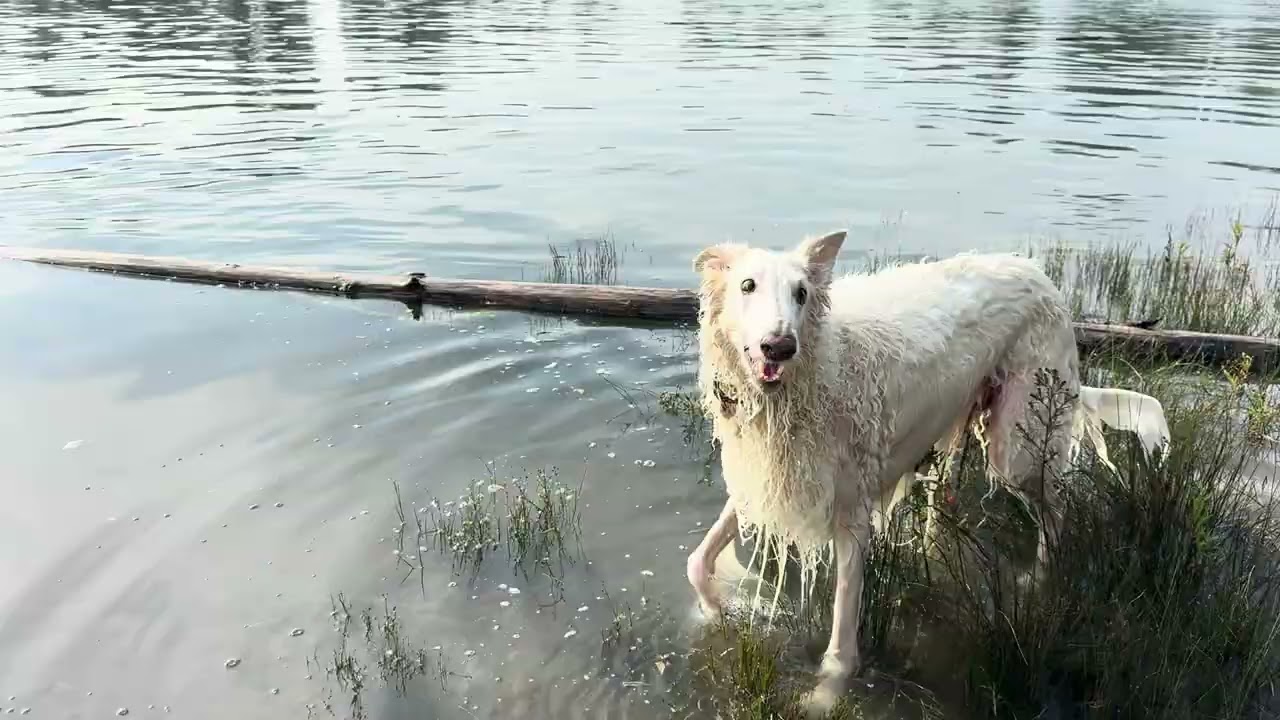 Lily the Borzoi - Sunny Fall Sunday