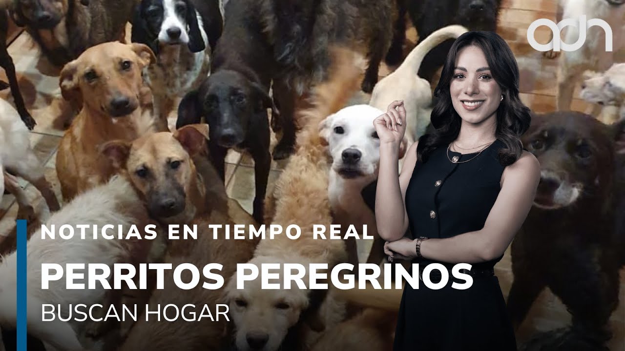 ¡Listos para ser adoptados! Perritos peregrinos buscan hogar l Noticias en tiempo real