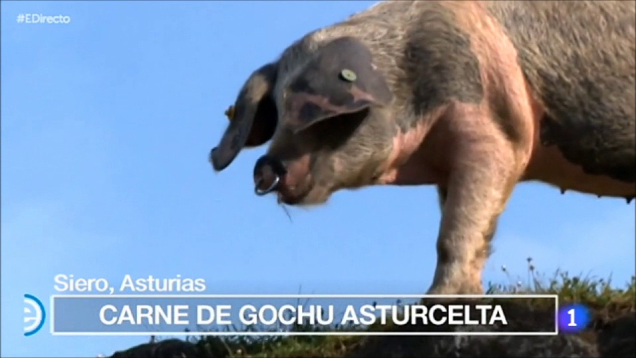 Compango de gochu asturcelta en la Mejor Fabada del Mundo 2017