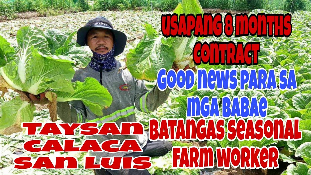 Taysan,Calaca at San Luis Batangas Seasonal Farm Worker