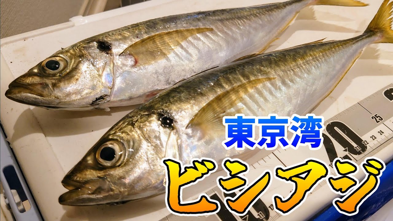 【東京湾】数釣りの次は型狙いだ！東京湾のビシアジ【船釣り】