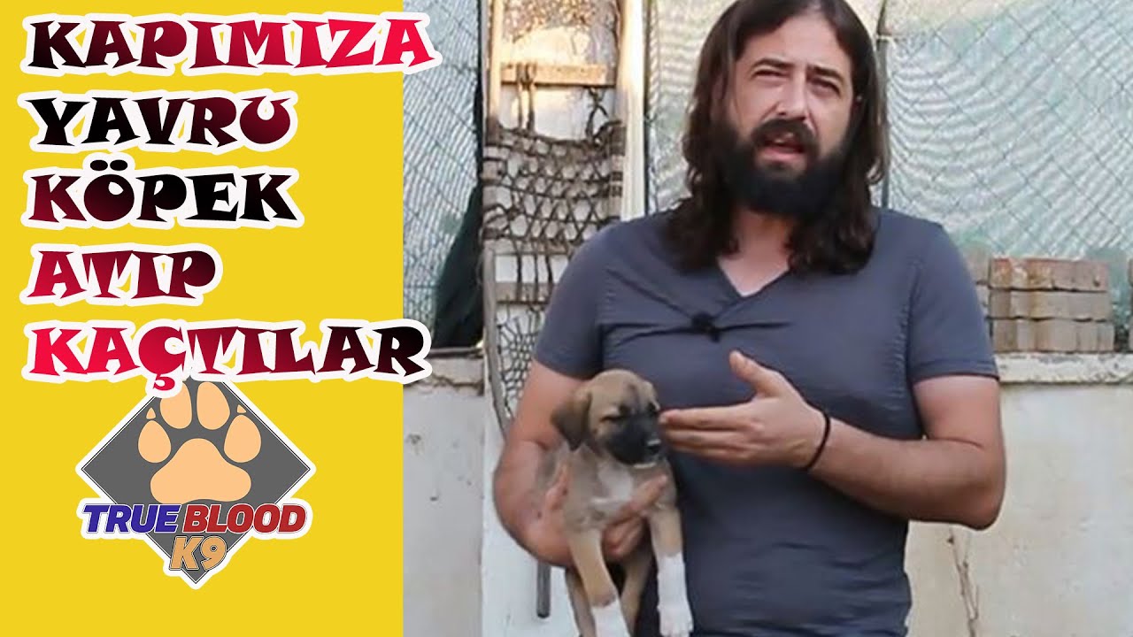 SOKAĞA ATILMIŞ KÖPEK - KÖPEK YAVRUSUNU ATIP KAÇTILAR