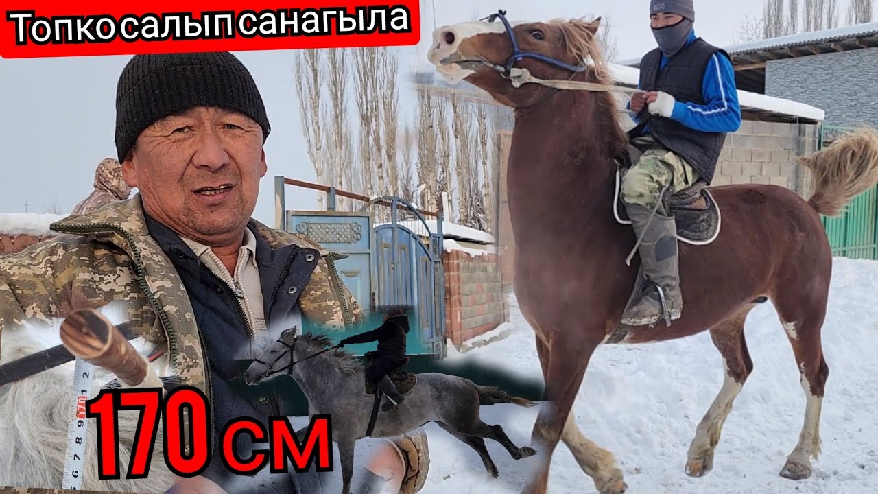 чаап көрүп пул санасын 👉күчтүү аттар Камал акеде✋️13 января 2023 г.