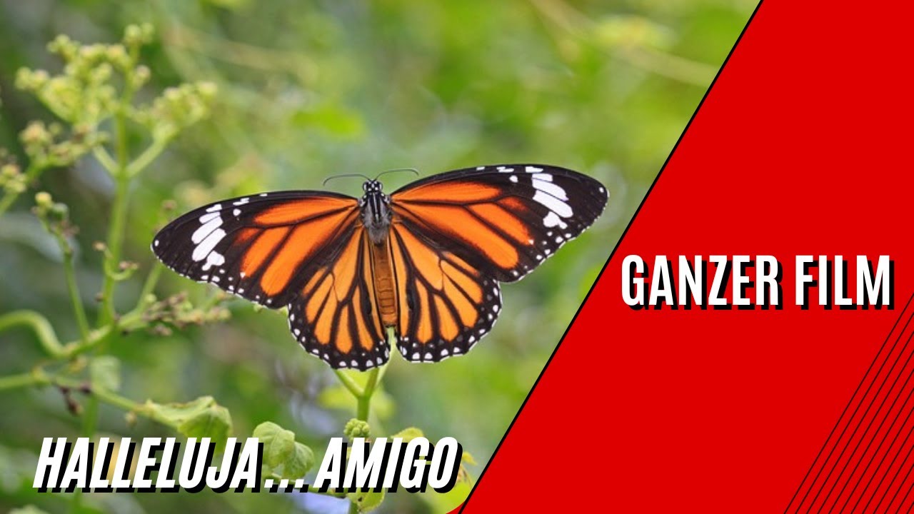 Die Reise des Schmetterlings - Das Geheimnis des Monarchfalters | HD | Dokumentarfilm auf Deutsch