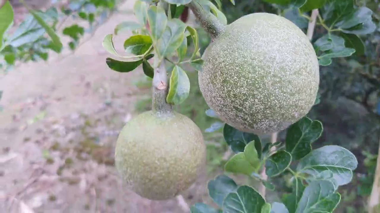 অপ্রচলিত ফল বারমাসি কদবেল