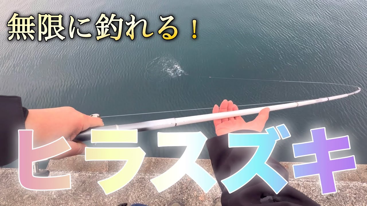 こんなに釣れて良いの？♾️ヒラスズキこのサイズが美味しい！