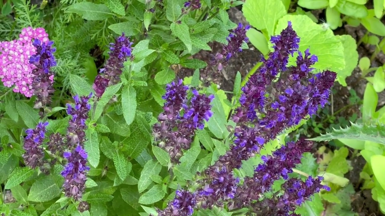 MY Top 5 No Fuss Drought Resistant Perennials in Zone 3