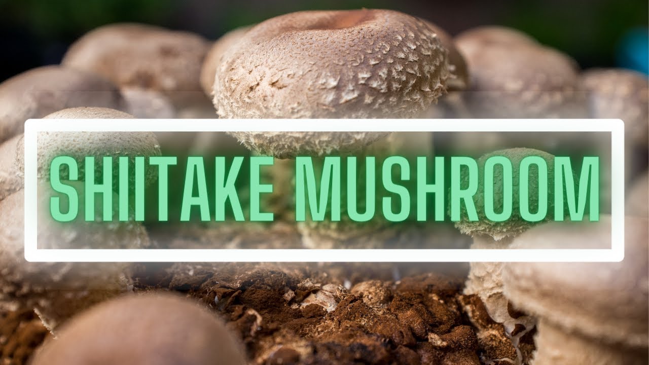 The Beginner's Guide to Shiitake Mushrooms! (Lentinula edodes)