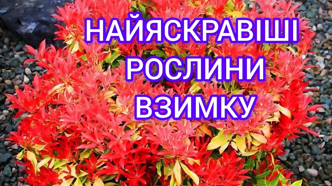 Рослини які здивують взимку. Найпривабливіші багаторічники взимку в  моєму саду. 