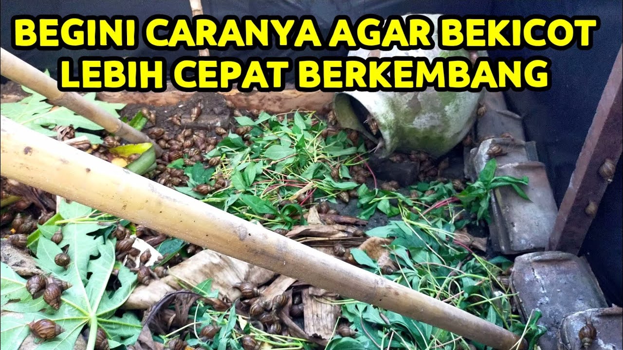 Pindah bekicot ke tempat baru pasti lebih cepat perkembangannya