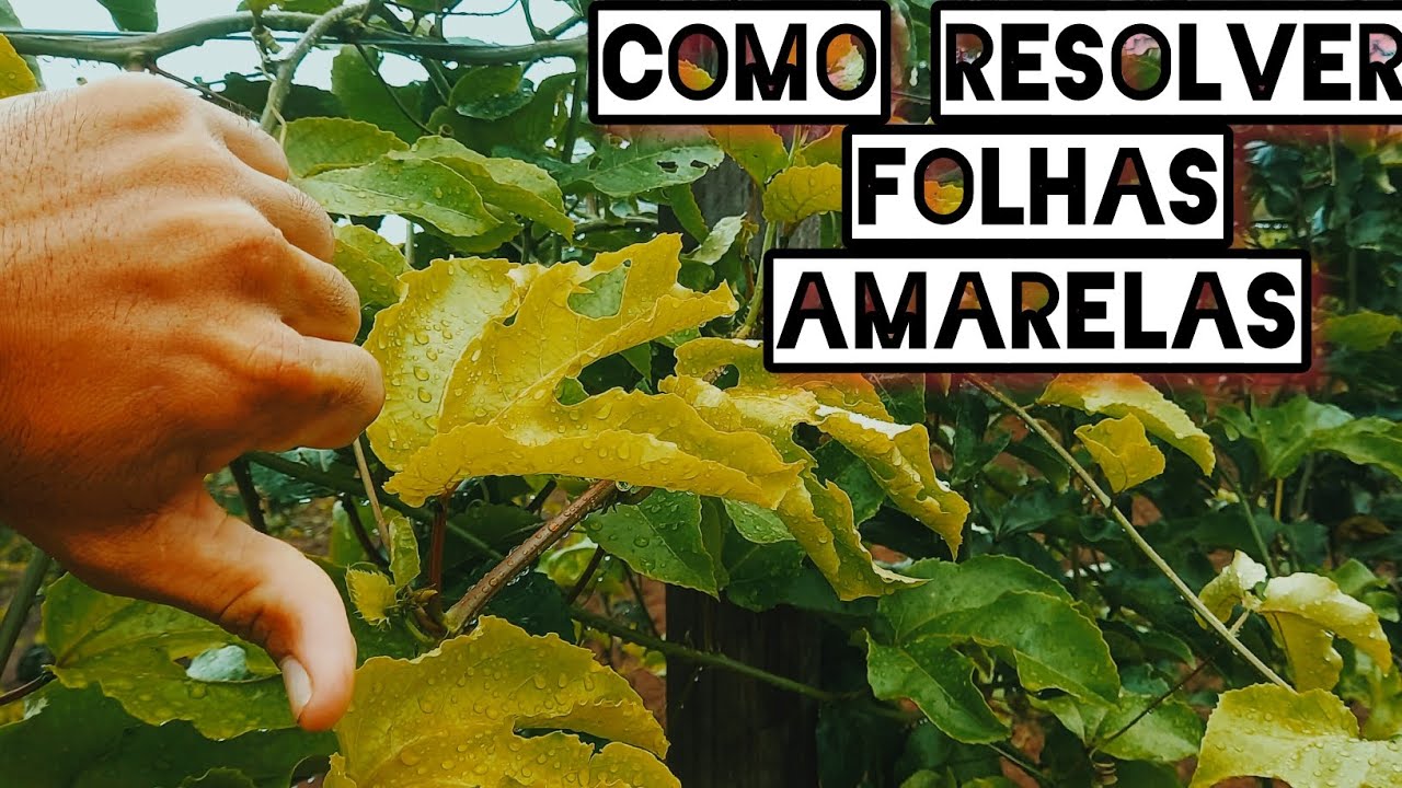 Como resolver o amarelamento das folhas do maracujá. TA AI PESSOAL A SOLUÇÃO VALEU 👍😁😄