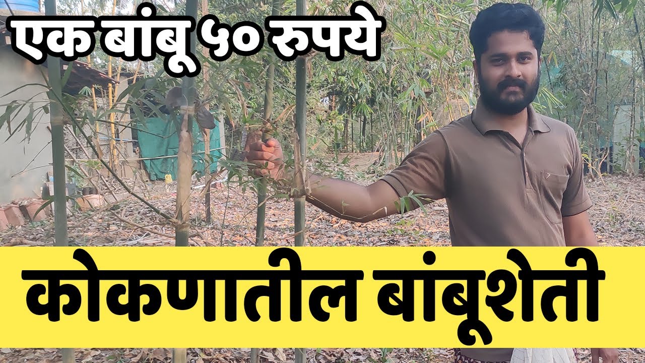 बांबू नर्सरी ते बांबू लागवड करणारे सिंधुदुर्गचे मिलिंद पाटील | Bamboo Farming | IFE
