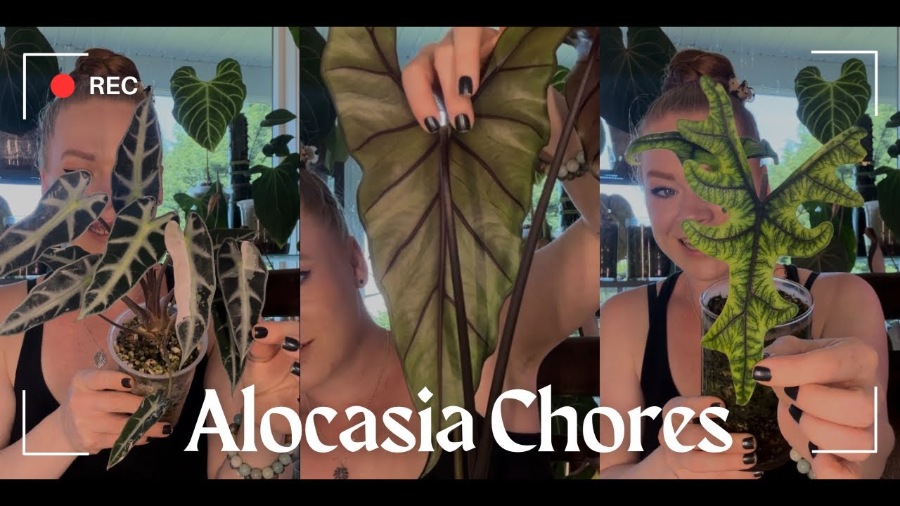 Alocasia Chores | Corm Hunting 🌿🕵️‍♀️