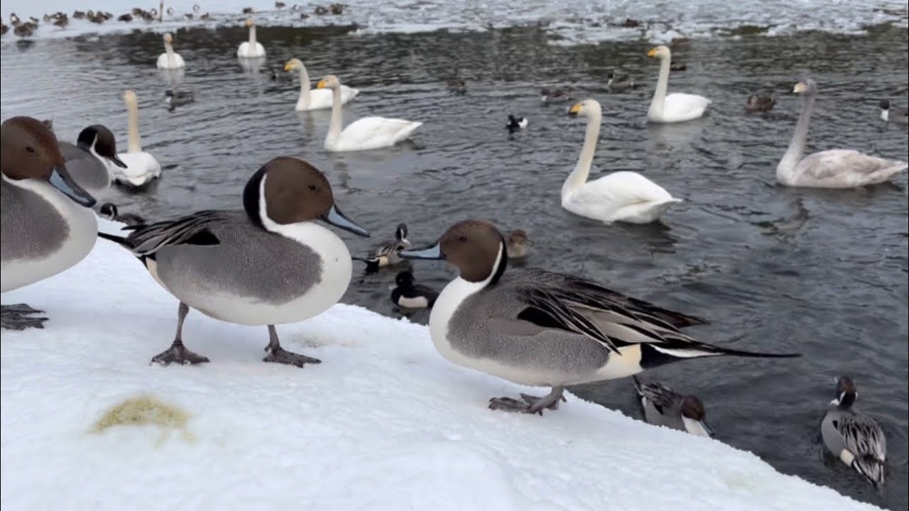 【渡り鳥】2025年2月9日のカモと白鳥