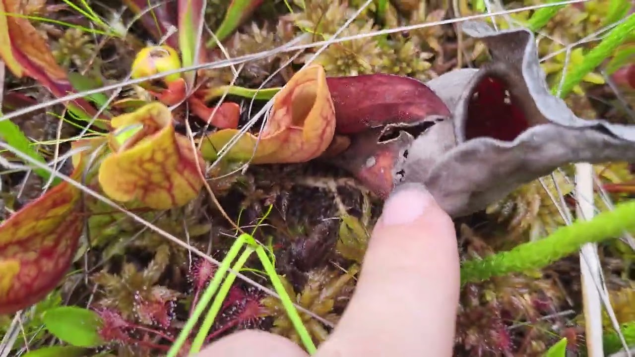 Carnivorous Plants in New Jersey