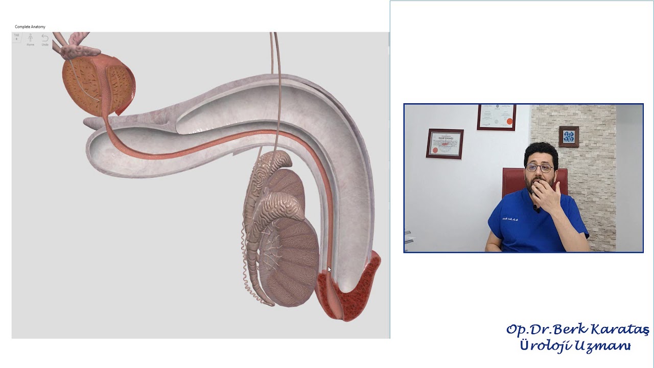 Spermden Kan Gelmesi
