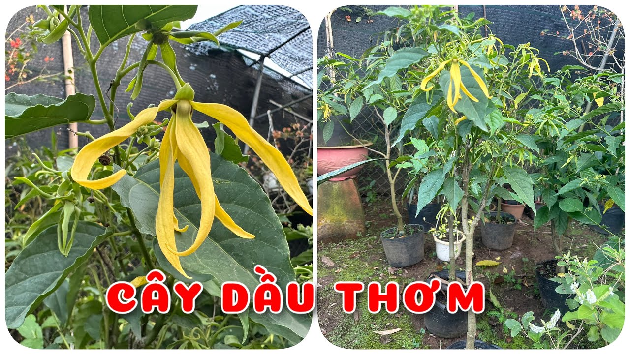 Cây Dầu thơm | Cây hoàng Lan công chúa | 0386569374 - Ngọc Ngân Bến Tre | Chuyên cây độc lạ