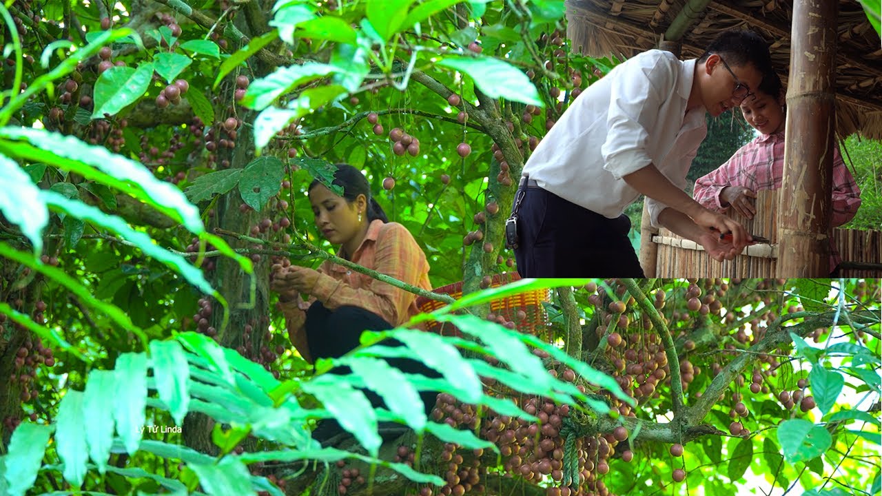 Linda Harvests Forest-Born Burmese Grape To Sell At Market – CEO Quang Helps Linda Build A Kitchen