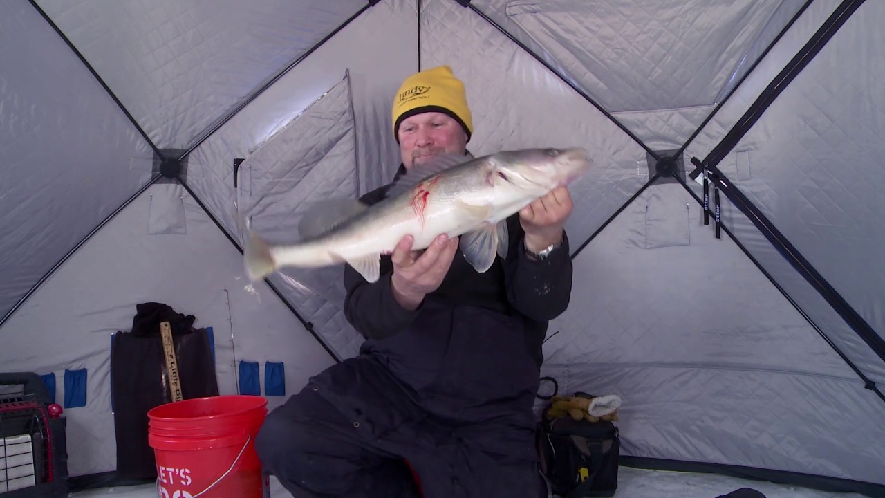 Giant Lake of The Woods Walleyes
