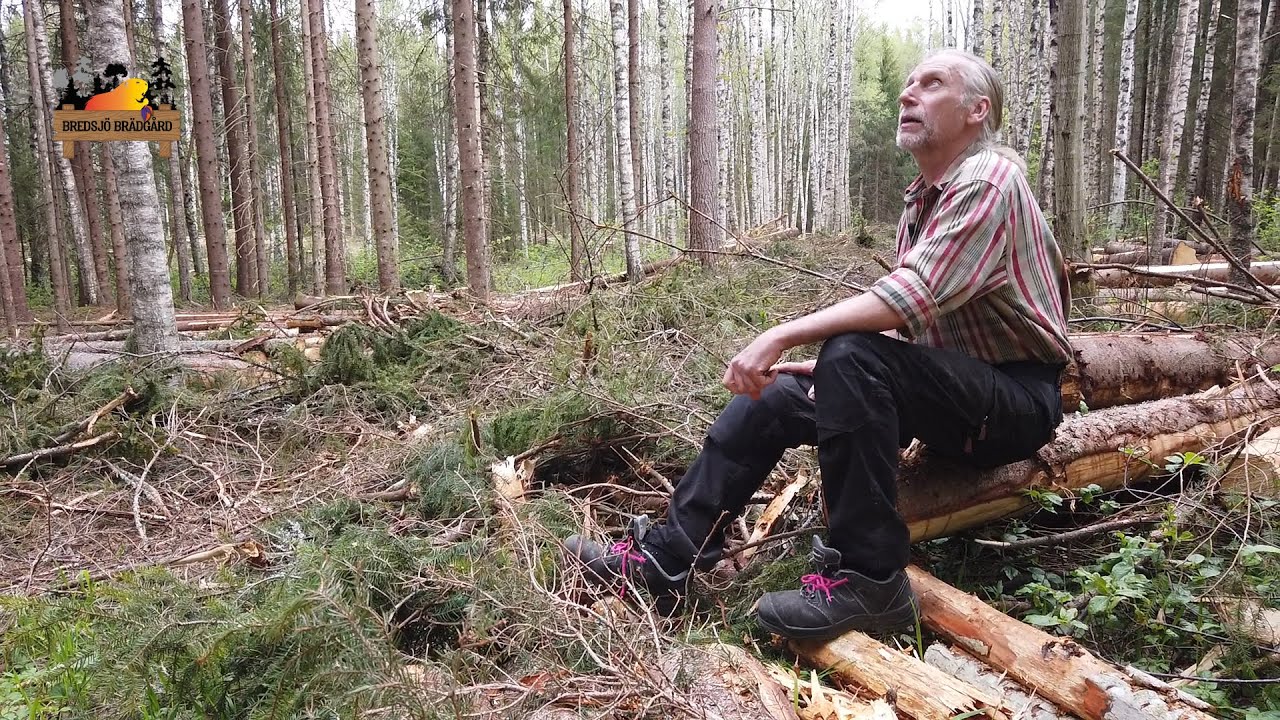 Om att såga vildmarkspanel och ha skogen kvar