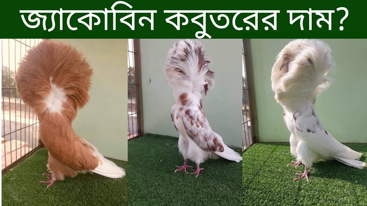 জ্যাকোবিন কবুতরের দাম পালন পদ্ধতি ও ব্রিডিং | Jacobin Pigeon Price In Bangladesh And India