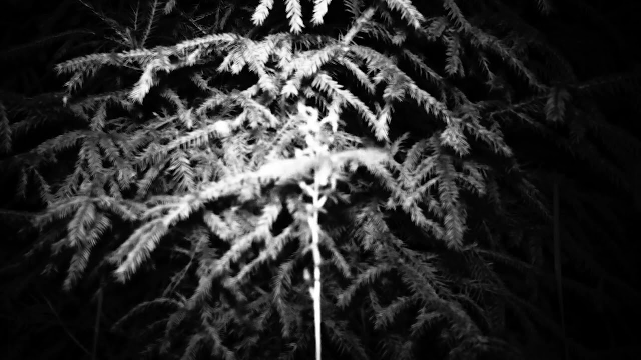 Kaspar: Weight