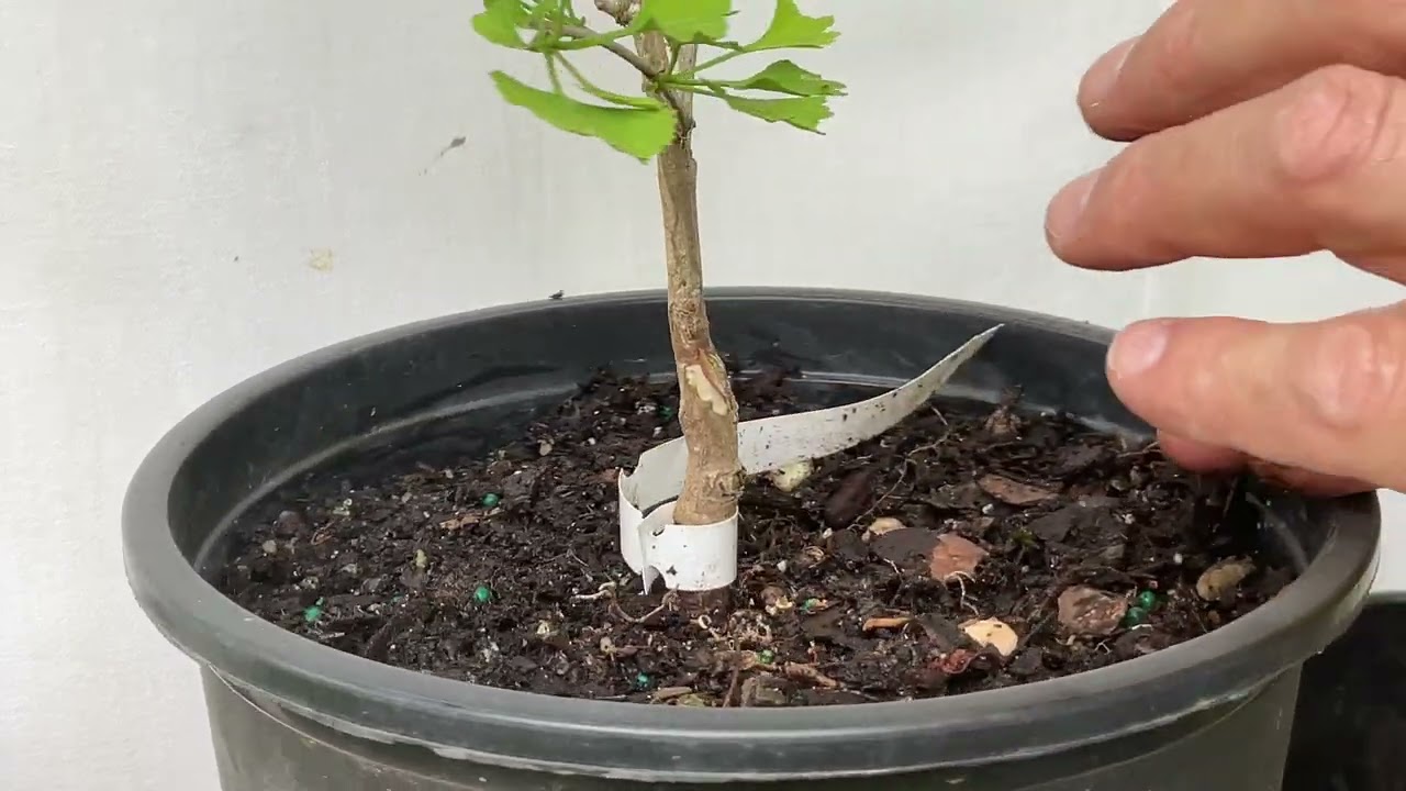 Pruning a grafted Ginkgo Biloba.  15-Jun-2023