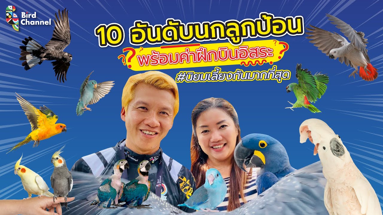 10อันดับนกลูกป้อนพร้อมค่าฝึกบินอิสระนิยมเลี้ยงกันมากที่สุด -โรงเรียนฝึกนกบินอิสระแห่งแรกของประเทศไทย