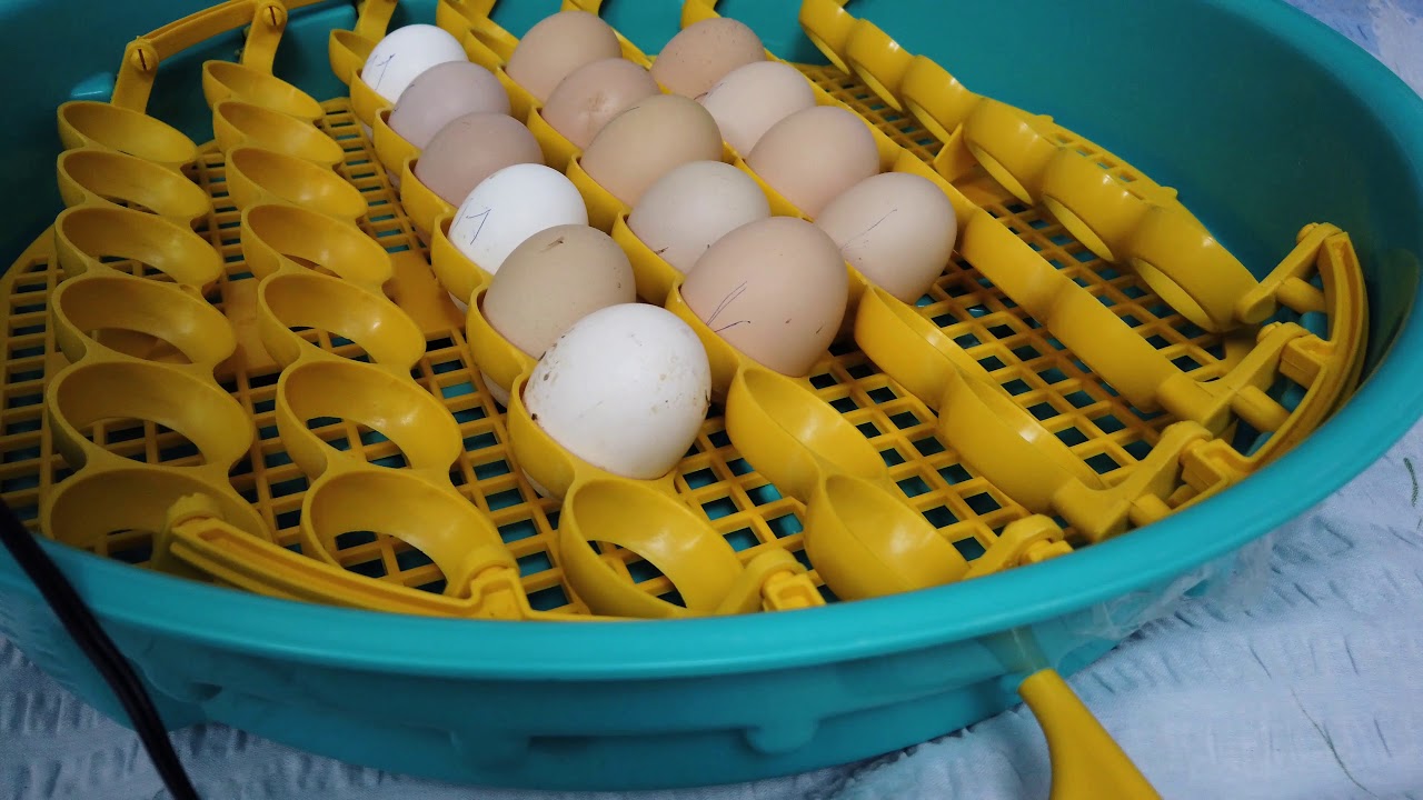 Am pus ouăle la incubator - câteva sfaturi pentru voi