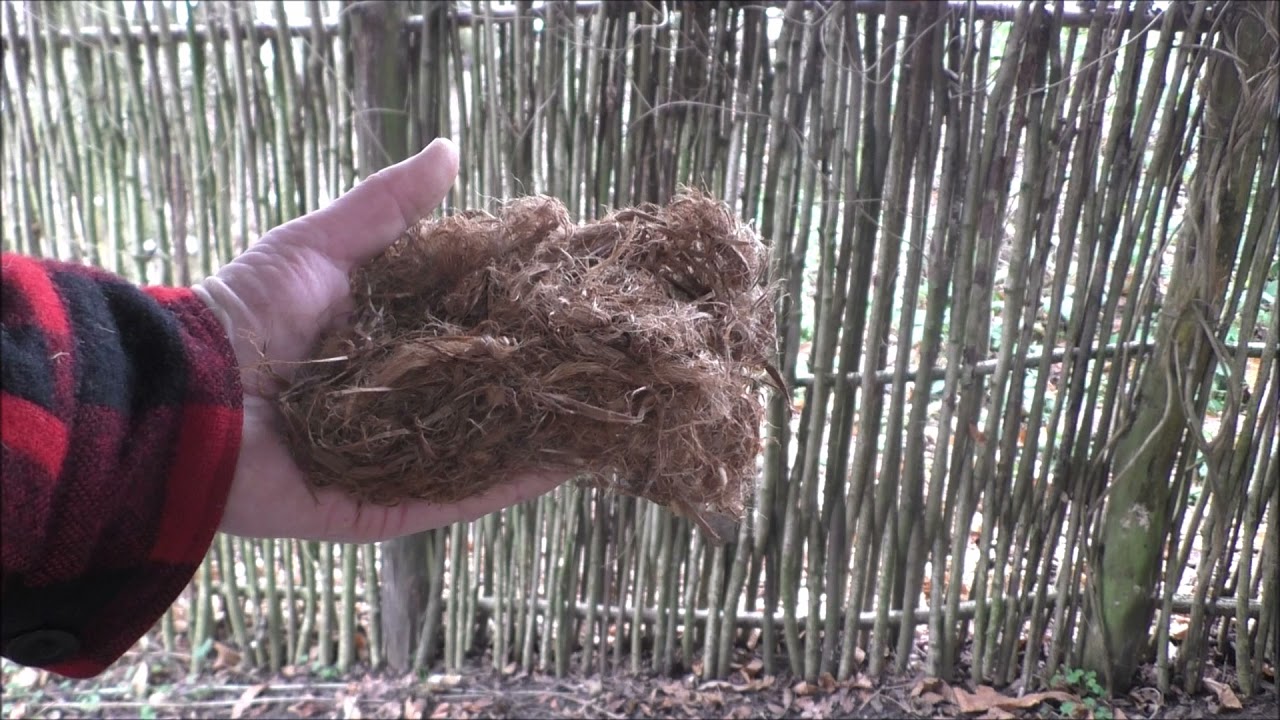 Bushcraft uses for western red cedar