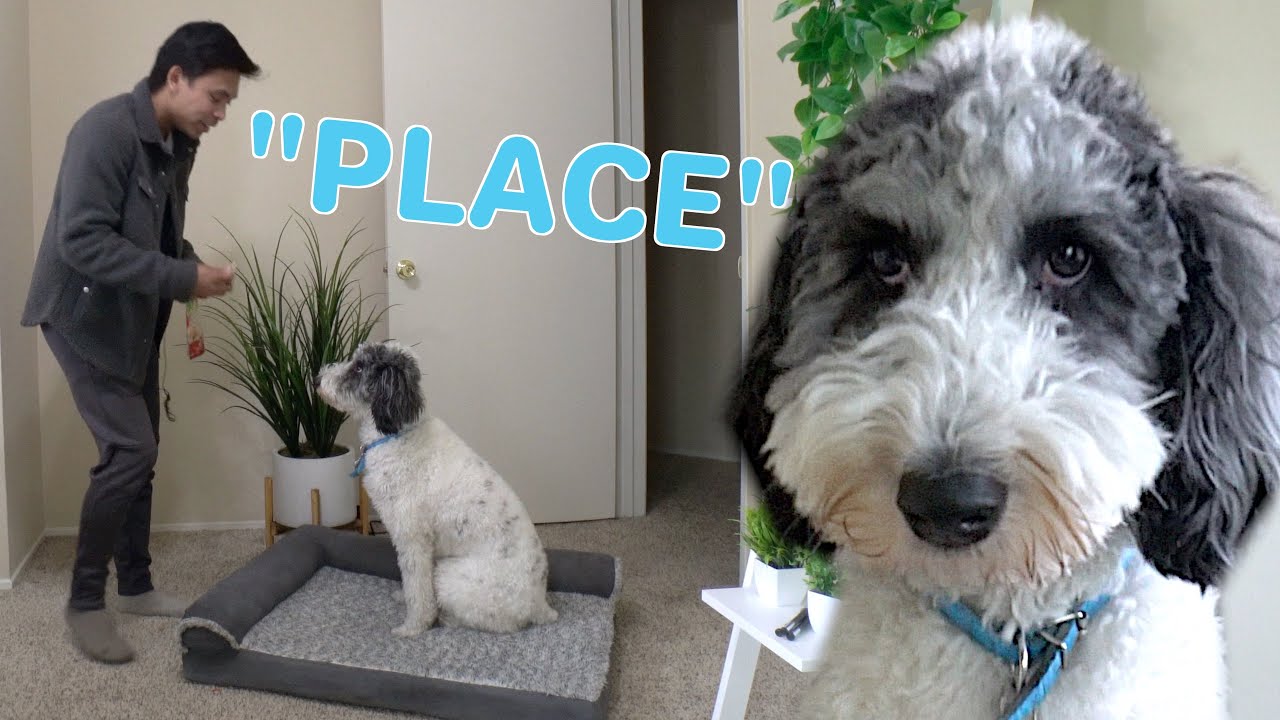 HOW-TO: Teach Your Puppy 