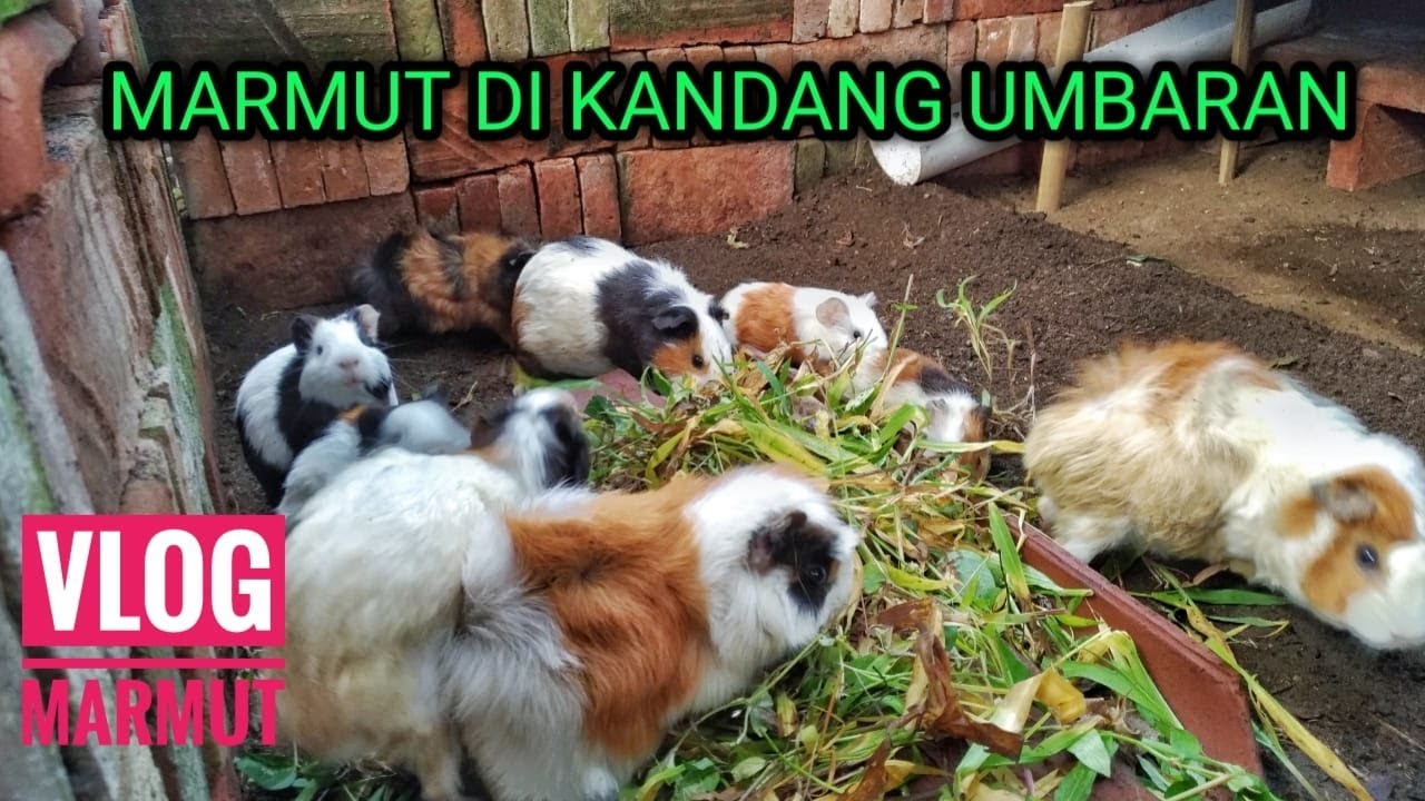 MARMUT SISTEM UMBARAN DI KANDANG BARU || VLOG MARMUT PINDAH KANDANG