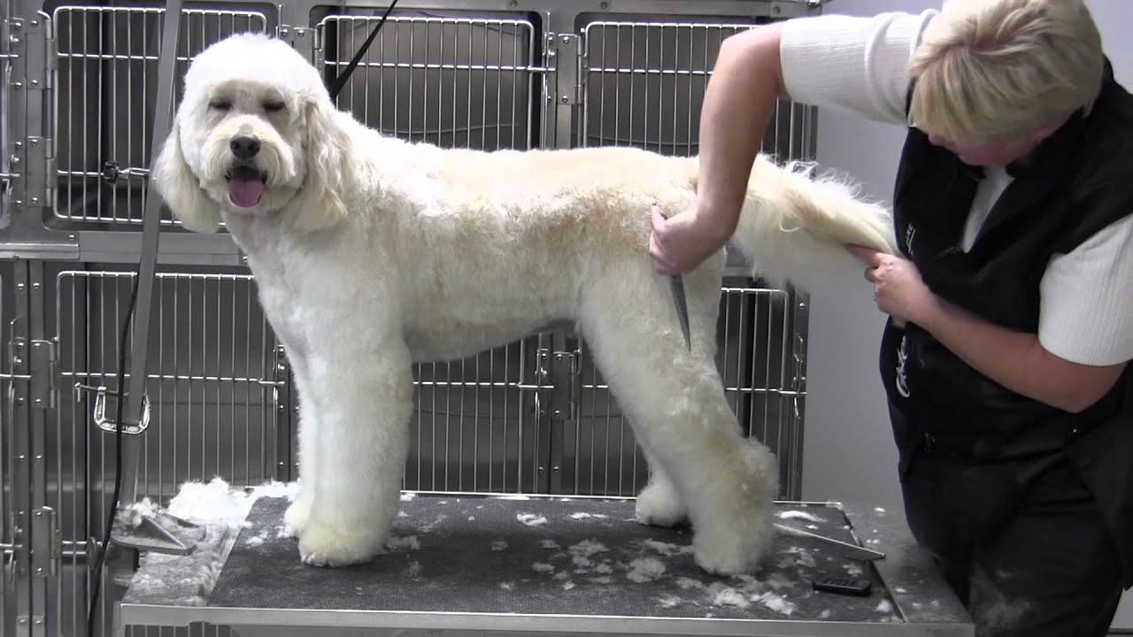 Golden Doodle- Legs- Rear Legs