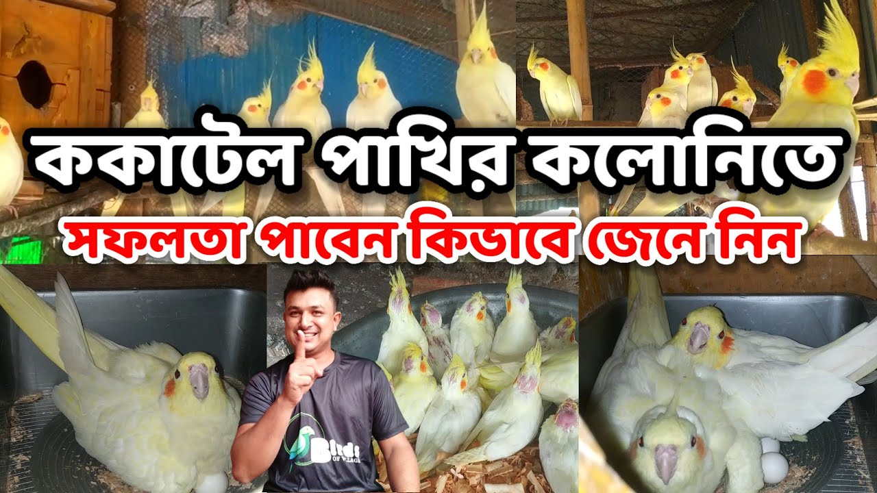 ককাটেল পাখির কলোনি || তে সফলতা পাবেন কিভাবে জেনে নিন || cockatiel bird colony || Birds of village